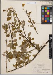 Foto von Salix caprea L.
